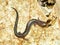 Redback Salamander (Plethodon cinereus)