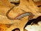 Redback Salamander (Plethodon cinereus)