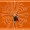 Redback Spider