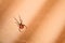 Redback spider Australia