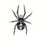 The redback spider (Latrodectus hasselti, Australian black widow). Ink black and white doodle drawing