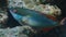 Redband Parrotfish Sparisoma aurofrenatum