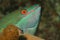 Redband Parrotfish (Sparisoma aurofrenatum) - Roat