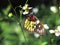 Redbase Jezebel butterfly Delias pasithoe