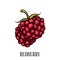 Redberry or Raspberry vector illustration for Logo and Packaging 1
