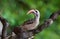 Redbilled-Hornbill