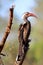 Redbilled hornbill, Chobe National Park, Botswana