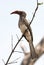 Redbilled Hornbill - Namibia