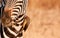 Redbilled-oxpecker pecking on zebra\'s neck