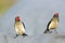 Redbilled oxpeckers