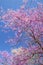 Redbloom Trees and Dogwoods blooms against a clear blue sky.