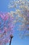 Redbloom Trees and Dogwoods blooms against a clear blue sky.