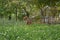 Redbone coonhound bloodhound mutt in the grass