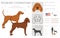 Redbone coonhound clipart. Different poses, coat colors set