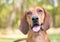 A Redbone Coonhound dog outdoors