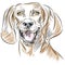 Redbone Coonhound Dog Portrait