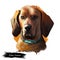 Redbone Coonhound dog portrait isolated on white. Digital art illustration of hand drawn dog for web, t-shirt print and puppy food