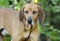 Redbone Coonhound hunting dog, animal shelter pet adoption photo