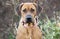 Redbone Coonhound mixed breed dog rescue photo