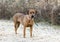 Redbone Coonhound mixed breed dog rescue photo