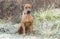 Redbone Coonhound mixed breed dog rescue photo