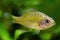 Redbreast sunfish, Lepomis auritus, juvenile freshwater fish species in nature aquarium, highly adaptable invasive