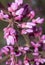 Redbud blooming.