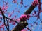 Redbud Blooms against a Blue Sky