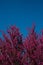 Redbud Blossoms & Blue Sky