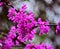 Redbud blossoms in the spring