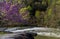 Redbud blossoms by Valley Falls on a bright spring morning