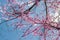 Redbud Branches Budding Out against Blue Sky