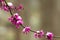 Redbud flowers and snow on branch