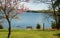 Redbud Tree, Bench and Lake