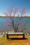 Redbud Tree, Bench and Lake