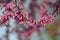 Redbud tree branch of flower clusters closeup Cercis canadensis horizontal