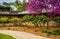 Redbud tree and bushes at the Nature Center in Wildwood Park, Ha