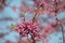 Redbud tree flower cluster closeup Cercis canadensis horizontal