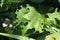 Redbud Tree Leaves Harvested by Leaf-Cutter Bees - Megachile