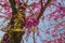 Redbud tree in spring pink flowers