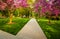 Redbud trees along a path at the Capitol Complex in Harrisburg,