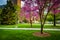 Redbud trees at the Capitol Complex in Harrisburg, Pennsylvania.