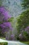 Redbuds in bloom frame the roadsides in the Smokies.