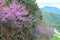 Redbuds blooming in the landscape of the Smokies.