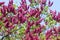 Redbuds pflanzen pink und Blumen , Flowering tree background