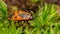 Redbug soldier, macro, super macro, Pyrrhocoris apterus, Pyrrhocoridae from squad Hemiptera, in natural habitat, on the ground in