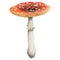 Redcap fly agaric illustration. Hand drawn red poisonous mushroom with dots. Woodland dangerous plant amanita muscaria