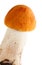 Redcap mushroom