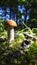 Redcap mushroom in a green forest with autumn sun.