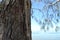 Redcliffe Tree Bark